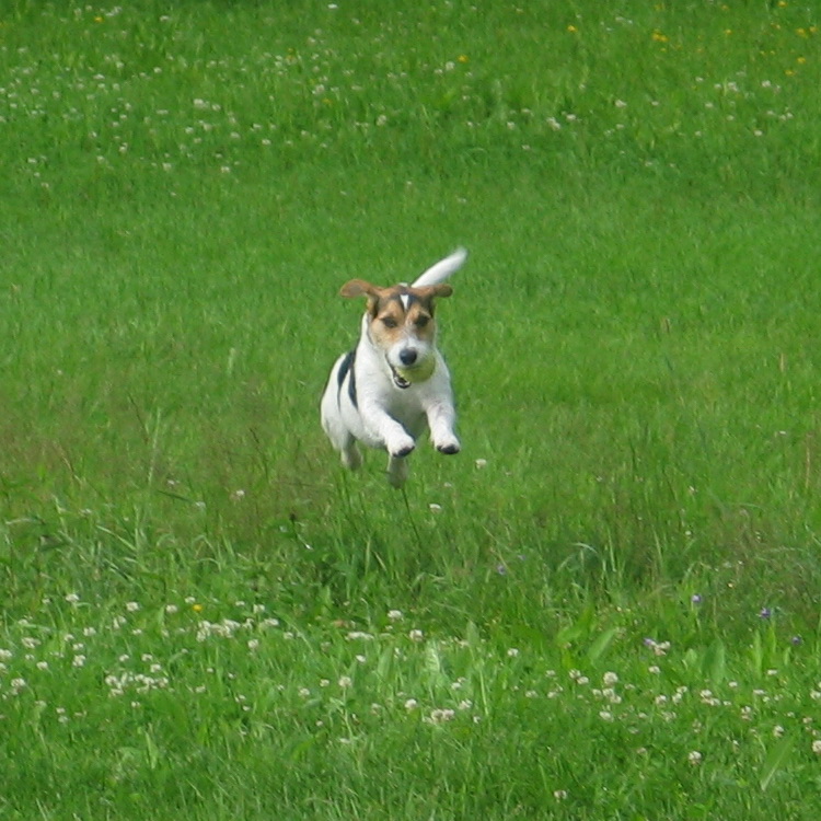 Hund alleine im Wohnmobil? Wohnmobil Forum Seite 1